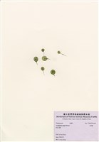 藏品(大傘藻)的圖片